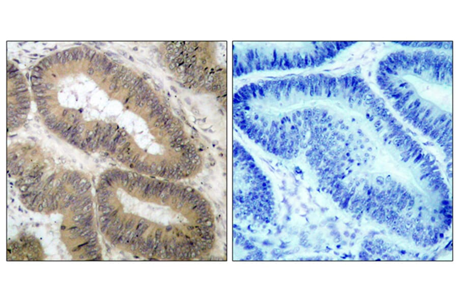 Immunohistochemistry - Anti-IKK-alpha (phospho Thr23) Antibody (A7117) - Antibodies.com