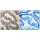 Immunohistochemistry - Anti-IKK-alpha (phospho Thr23) Antibody (A7117) - Antibodies.com