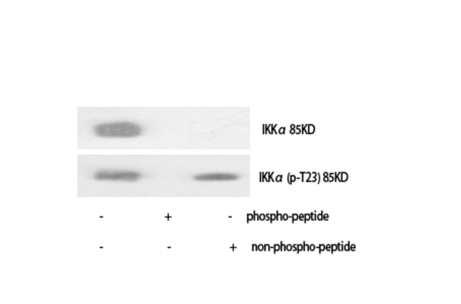Western Blot - Anti-IKK-alpha (phospho Thr23) Antibody (A7117) - Antibodies.com