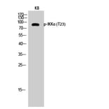 Western Blot - Anti-IKK-alpha (phospho Thr23) Antibody (A7117) - Antibodies.com