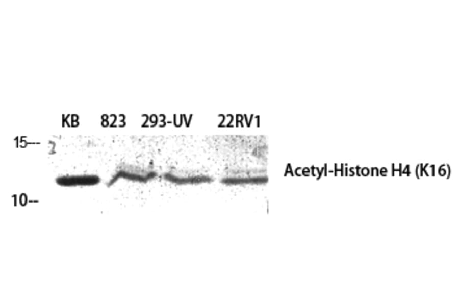 Western Blot - Anti-Histone H4 (acetyl Lys16) Antibody (D0014) - Antibodies.com