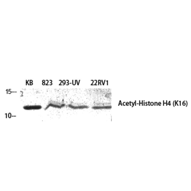 Western Blot - Anti-Histone H4 (acetyl Lys16) Antibody (D0014) - Antibodies.com