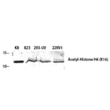 Western Blot - Anti-Histone H4 (acetyl Lys16) Antibody (D0014) - Antibodies.com