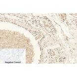 Immunohistochemistry - Anti-Histone H4 (acetyl Lys16) Antibody (D0014) - Antibodies.com