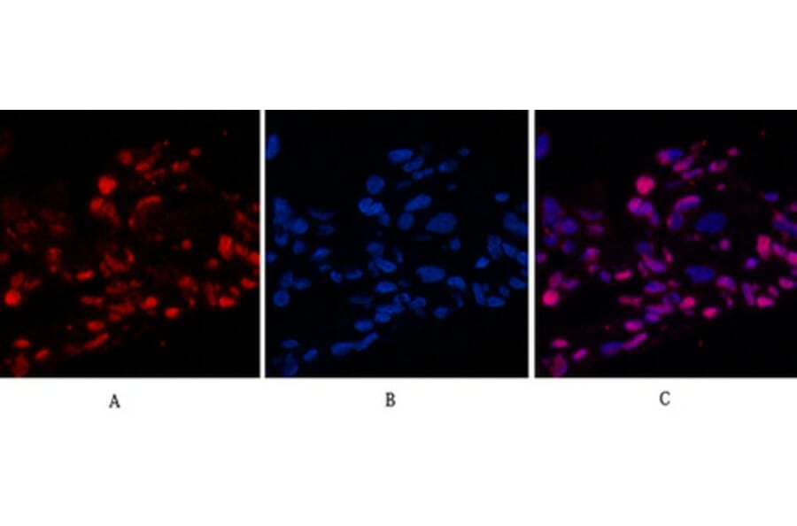 Immunofluorescence - Anti-Histone H4 (acetyl Lys16) Antibody (D0014) - Antibodies.com