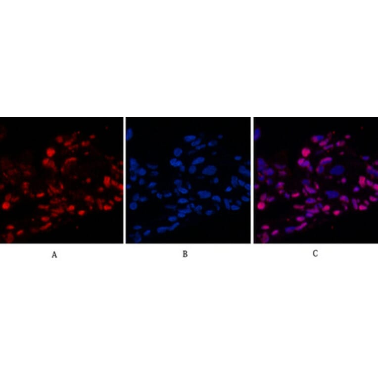 Immunofluorescence - Anti-Histone H4 (acetyl Lys16) Antibody (D0014) - Antibodies.com