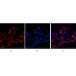 Immunofluorescence - Anti-Histone H4 (acetyl Lys16) Antibody (D0014) - Antibodies.com