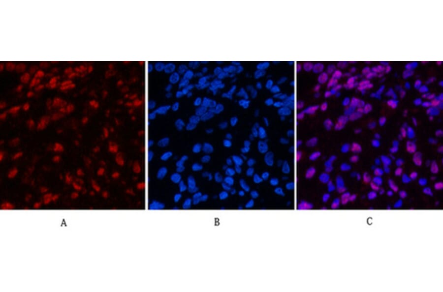 Immunofluorescence - Anti-Histone H4 (acetyl Lys16) Antibody (D0014) - Antibodies.com