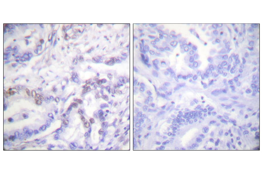 Immunohistochemistry - Anti-Histone H3 (phospho Thr3) Antibody (A0434) - Antibodies.com