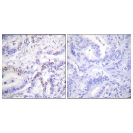 Immunohistochemistry - Anti-Histone H3 (phospho Thr3) Antibody (A0434) - Antibodies.com