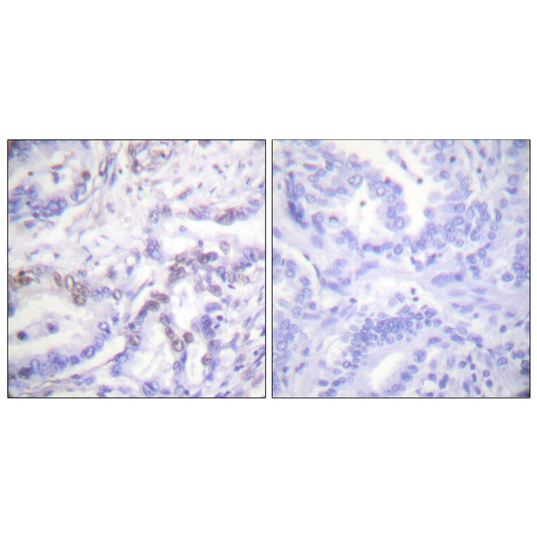 Immunohistochemistry - Anti-Histone H3 (phospho Thr3) Antibody (A0434) - Antibodies.com