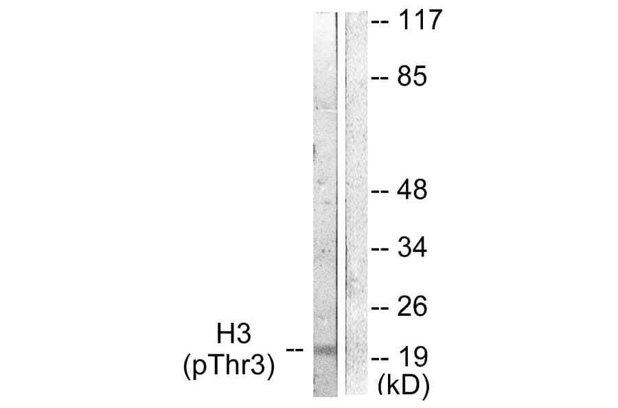 Western Blot - Anti-Histone H3 (phospho Thr3) Antibody (A0434) - Antibodies.com