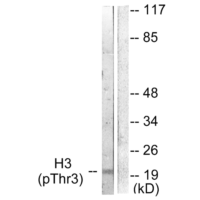 Western Blot - Anti-Histone H3 (phospho Thr3) Antibody (A0434) - Antibodies.com