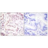 Immunohistochemistry - Anti-Histone H3 (acetyl Lys27) Antibody (D0010) - Antibodies.com