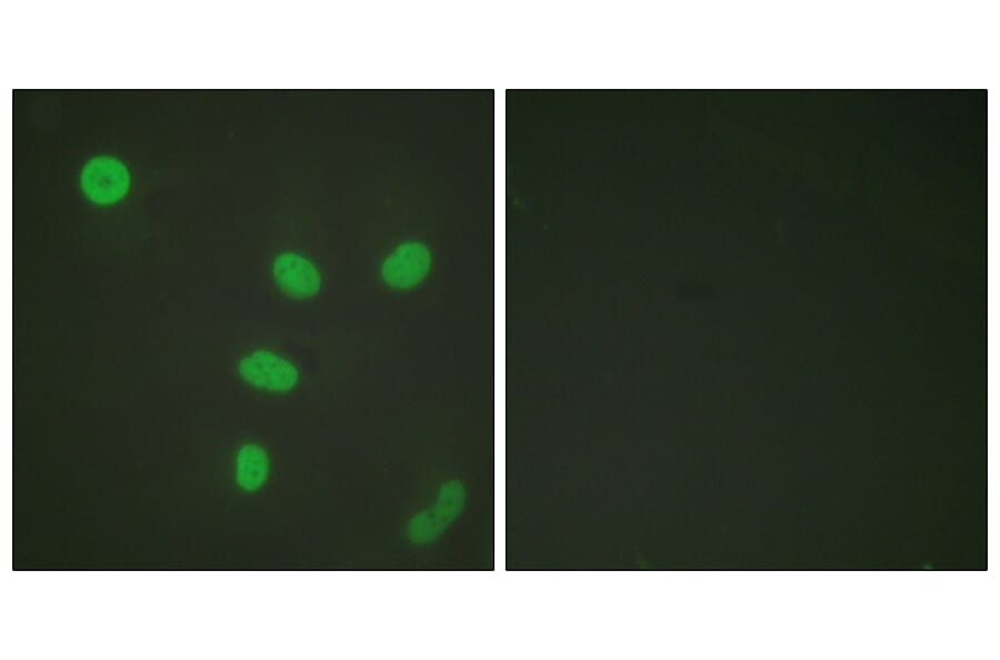 Immunofluorescence - Anti-Histone H3 (acetyl Lys27) Antibody (D0010) - Antibodies.com
