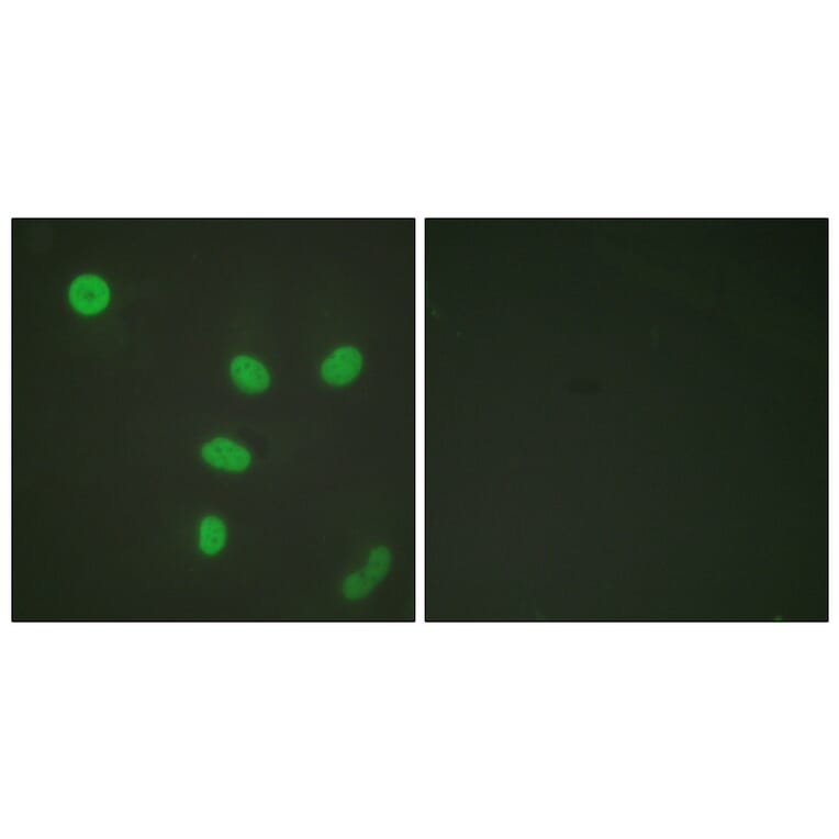 Immunofluorescence - Anti-Histone H3 (acetyl Lys27) Antibody (D0010) - Antibodies.com