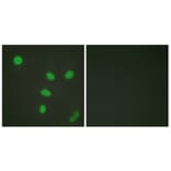 Immunofluorescence - Anti-Histone H3 (acetyl Lys27) Antibody (D0010) - Antibodies.com