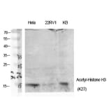 Western Blot - Anti-Histone H3 (acetyl Lys27) Antibody (D0010) - Antibodies.com