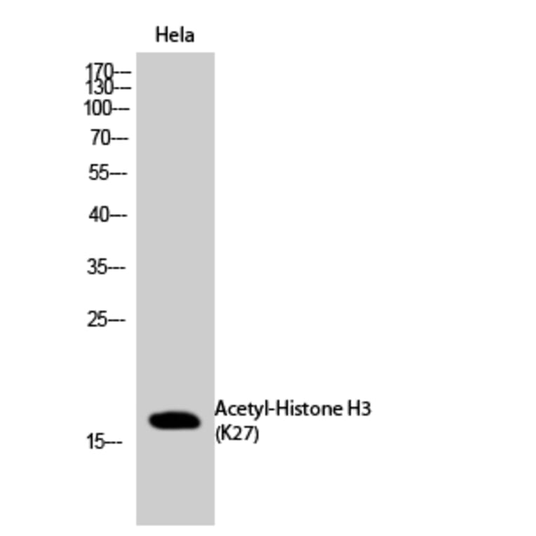 Western Blot - Anti-Histone H3 (acetyl Lys27) Antibody (D0010) - Antibodies.com