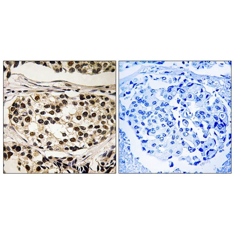 Immunohistochemistry - Anti-Cyclin C (phospho Ser275) Antibody (A8334) - Antibodies.com