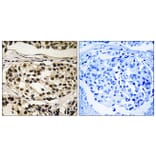 Immunohistochemistry - Anti-Cyclin C (phospho Ser275) Antibody (A8334) - Antibodies.com