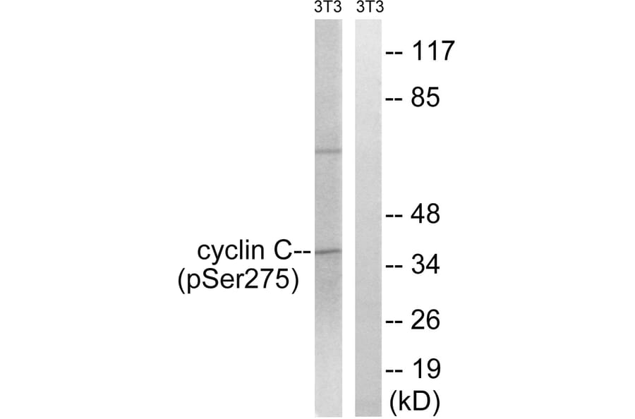 Western Blot - Anti-Cyclin C (phospho Ser275) Antibody (A8334) - Antibodies.com