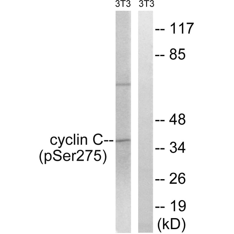 Western Blot - Anti-Cyclin C (phospho Ser275) Antibody (A8334) - Antibodies.com