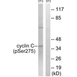 Western Blot - Anti-Cyclin C (phospho Ser275) Antibody (A8334) - Antibodies.com