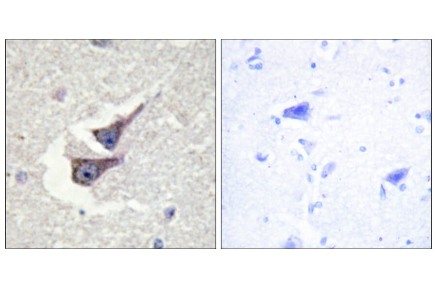 Immunohistochemistry - Anti-Catalase (phospho Tyr385) Antibody (A0836) - Antibodies.com