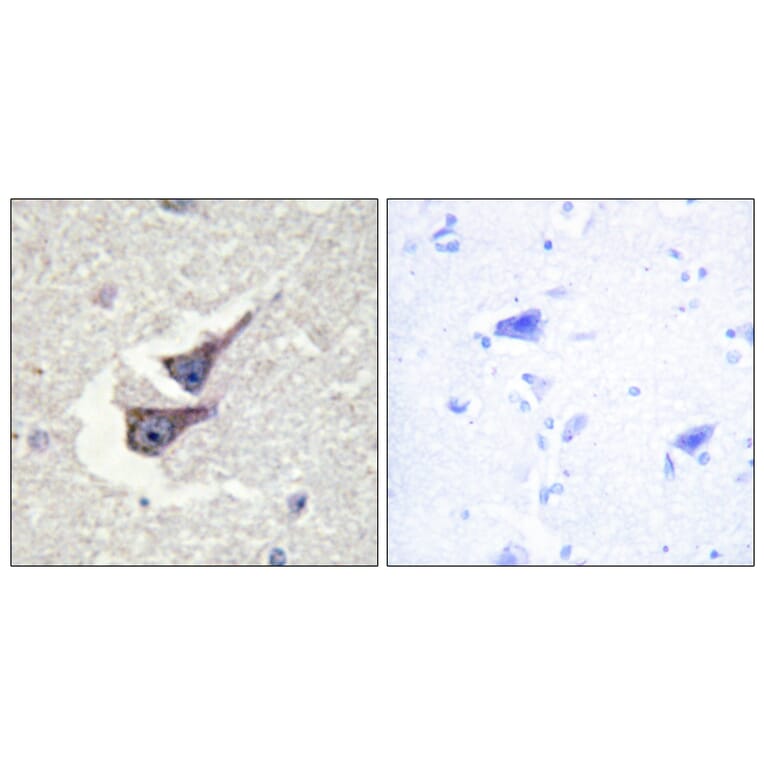 Immunohistochemistry - Anti-Catalase (phospho Tyr385) Antibody (A0836) - Antibodies.com
