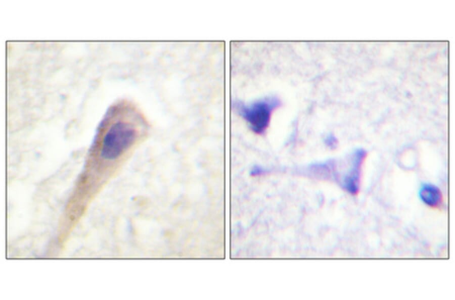 Immunohistochemistry - Anti-Catalase (phospho Tyr385) Antibody (A0836) - Antibodies.com