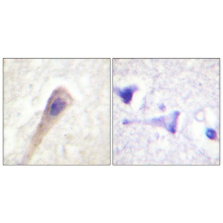 Immunohistochemistry - Anti-Catalase (phospho Tyr385) Antibody (A0836) - Antibodies.com