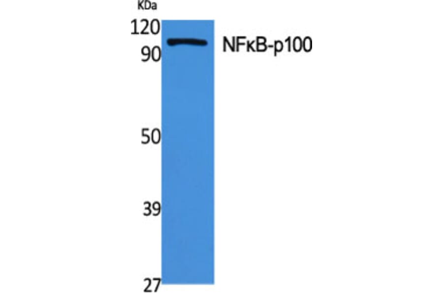 Western Blot - Anti-NF kappa B p100 / p52 Antibody (B7164) - Antibodies.com