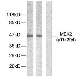 Western Blot - Anti-MEK2 (phospho Thr394) Antibody (A7149) - Antibodies.com