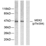 Western Blot - Anti-MEK2 (phospho Thr394) Antibody (A7149) - Antibodies.com