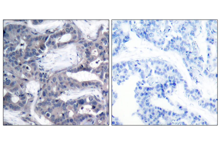 Immunohistochemistry - Anti-MEK2 (phospho Thr394) Antibody (A7149) - Antibodies.com