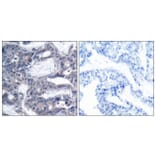 Immunohistochemistry - Anti-MEK2 (phospho Thr394) Antibody (A7149) - Antibodies.com
