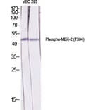 Western Blot - Anti-MEK2 (phospho Thr394) Antibody (A7149) - Antibodies.com