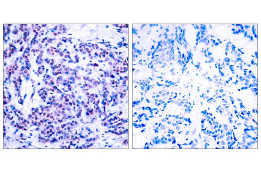 Immunohistochemistry - Anti-JunD (phospho Ser255) Antibody (A7137) - Antibodies.com