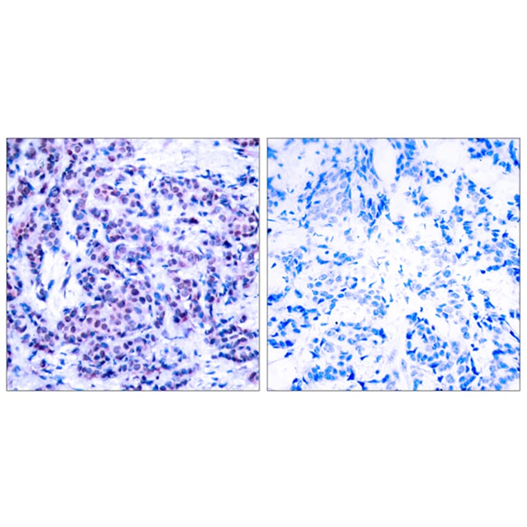 Immunohistochemistry - Anti-JunD (phospho Ser255) Antibody (A7137) - Antibodies.com