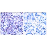 Immunohistochemistry - Anti-JunD (phospho Ser255) Antibody (A7137) - Antibodies.com