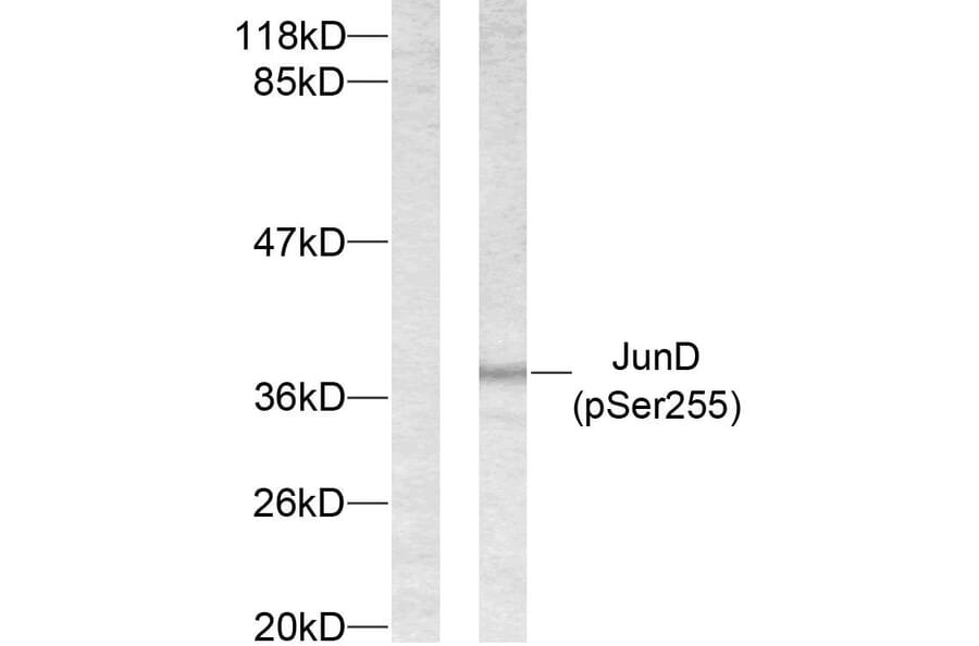 Western Blot - Anti-JunD (phospho Ser255) Antibody (A7137) - Antibodies.com
