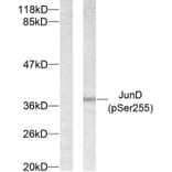 Western Blot - Anti-JunD (phospho Ser255) Antibody (A7137) - Antibodies.com