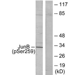 Western Blot - Anti-JunB (phospho Ser259) Antibody (A7135) - Antibodies.com