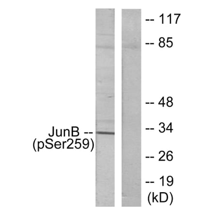 Western Blot - Anti-JunB (phospho Ser259) Antibody (A7135) - Antibodies.com