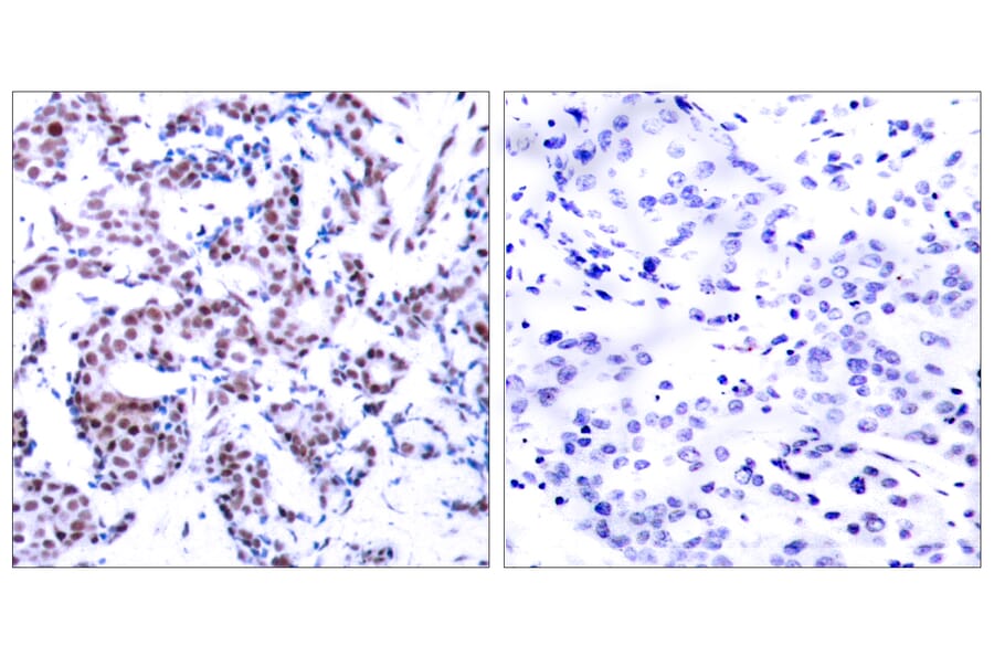 Immunohistochemistry - Anti-JunB (phospho Ser259) Antibody (A7135) - Antibodies.com