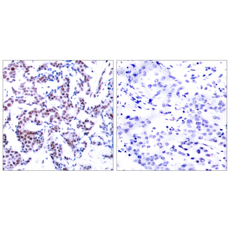 Immunohistochemistry - Anti-JunB (phospho Ser259) Antibody (A7135) - Antibodies.com