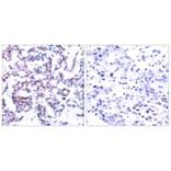 Immunohistochemistry - Anti-JunB (phospho Ser259) Antibody (A7135) - Antibodies.com