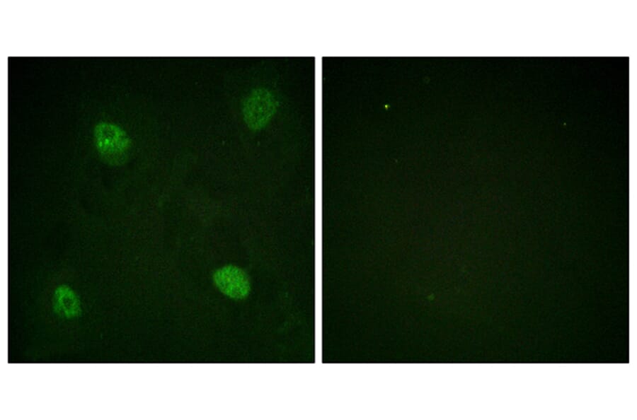 Immunofluorescence - Anti-hnRPD (phospho Ser83) Antibody (A1043) - Antibodies.com