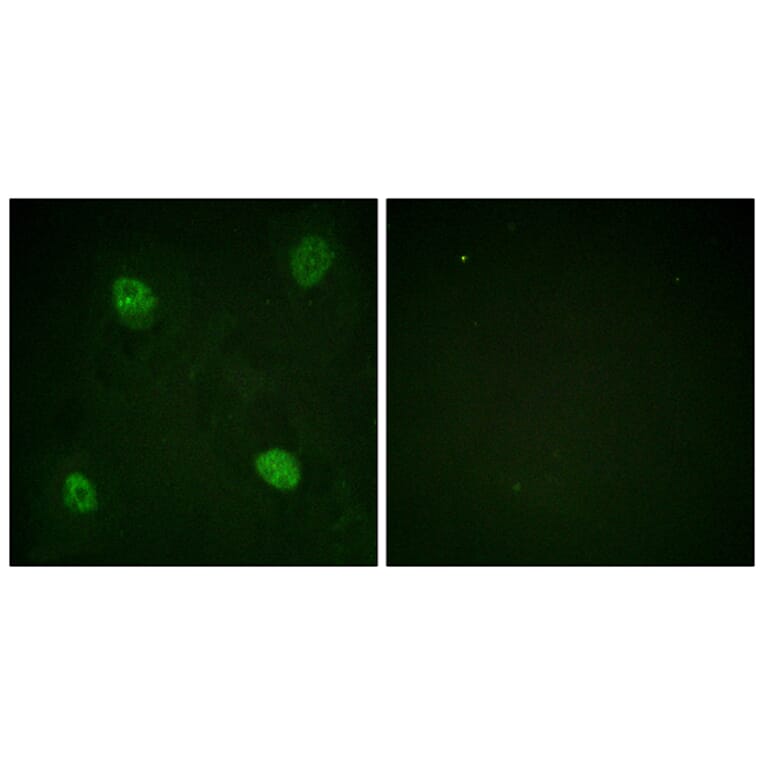 Immunofluorescence - Anti-hnRPD (phospho Ser83) Antibody (A1043) - Antibodies.com